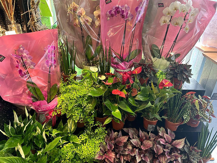 house plants in gift wrap