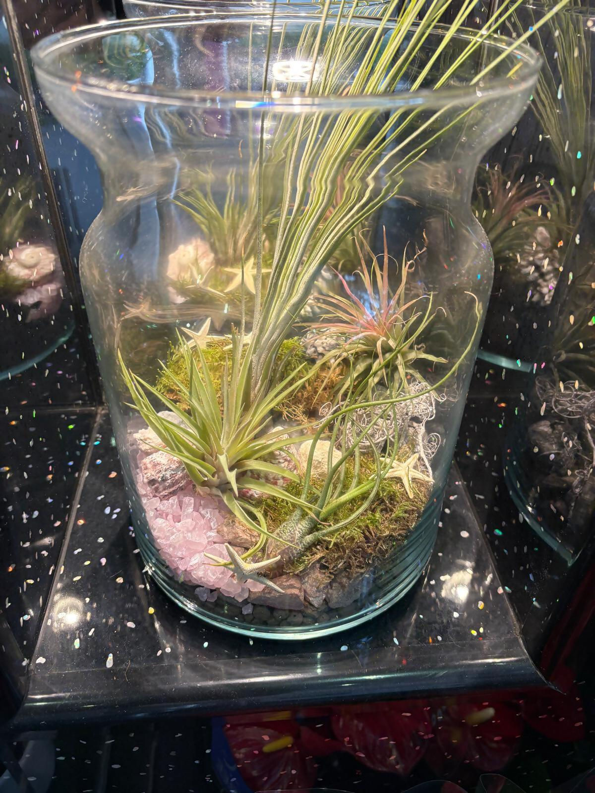 Air Plant Terrarium