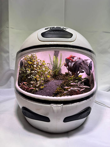 helmet with plants inside