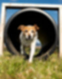 small dog running around