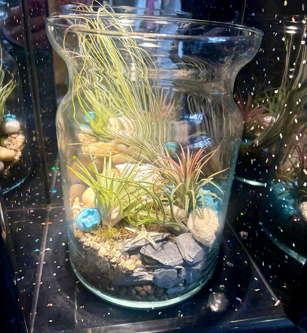 Air Plant Terrarium