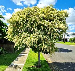 Ivory Curl tree