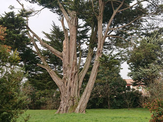 L'Union, Ville Verte et Biodiversité Urbaine