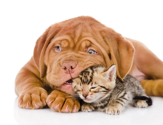 Puppy chewing cat