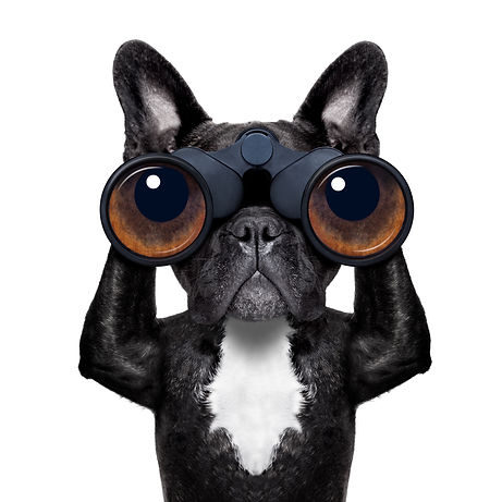 dog with binoculars