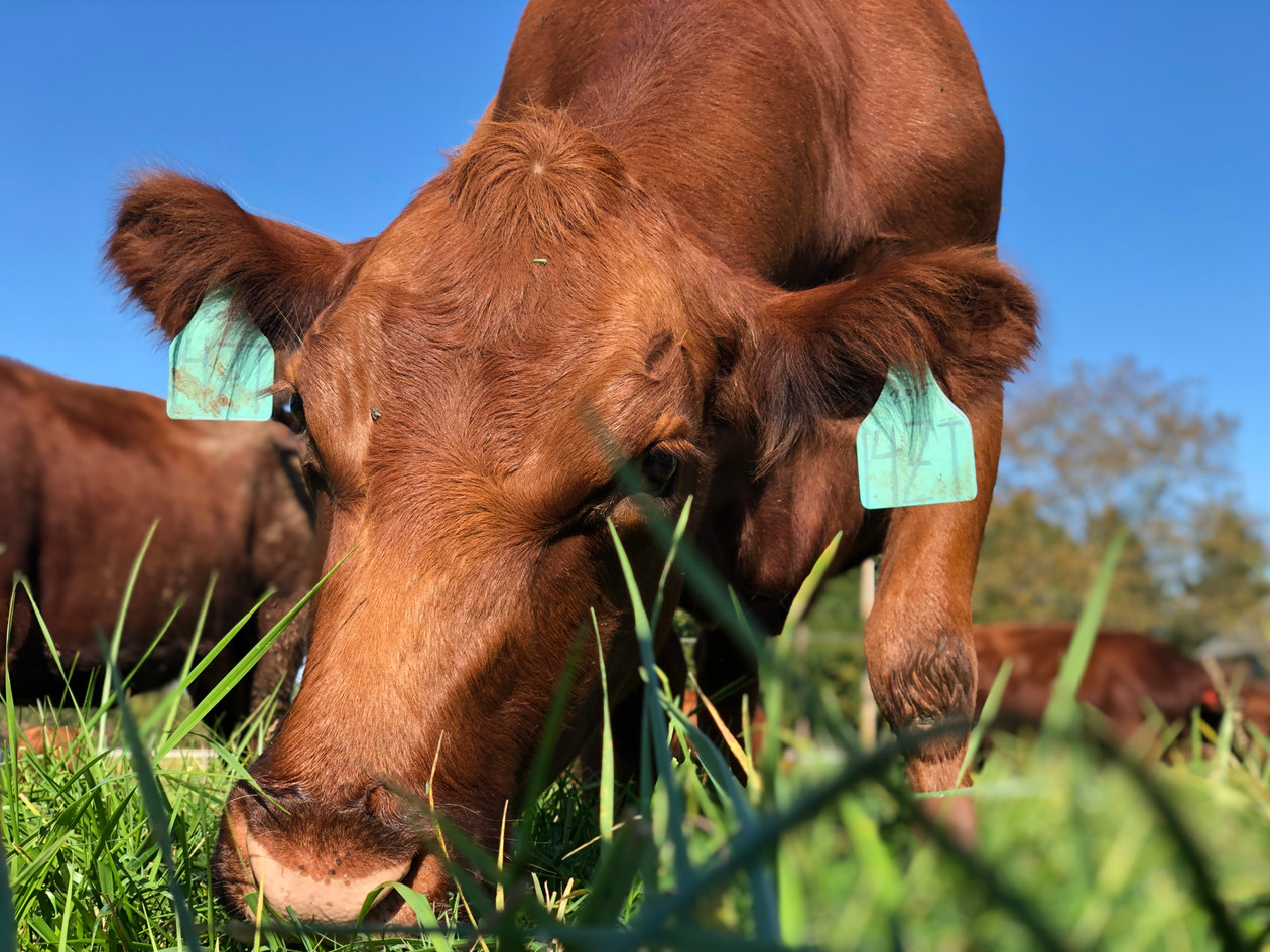 100 Grass Fed Beef & Pastured Meats Bucks County, PA Tussock Sedge