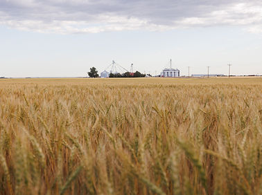 061026 Wheat _ Kalco North (With CSP & Farm).jpg