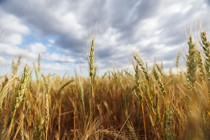 061026 Wheat _ Kalco North.jpg