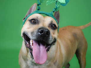 Peggy Adams offers free adoptions for pit bulls during 'St. Pittie's Day' event