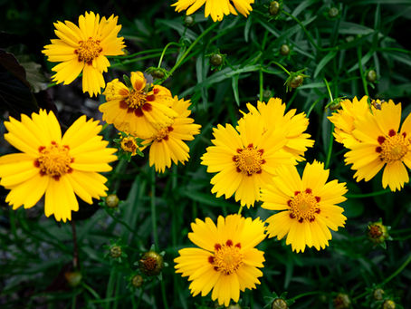 Wellington Garden Club to spotlight Florida native plants at Oct. 6 meeting