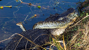 Green Cay hosts Reptiles & Amphibians: Protecting the Earth from Invasives