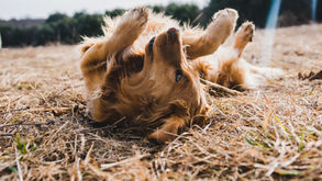 4 ways to keep your pet safe from fleas and ticks