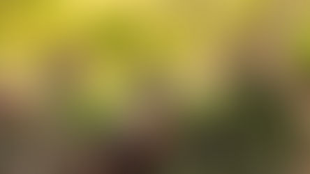 Bird watching at Daggerwing ahead of Turkey Day