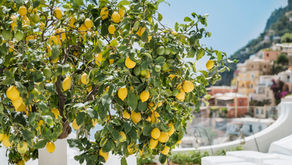 Angelena’s celebrates Italian spring with “Limone di Primavera” culinary experience
