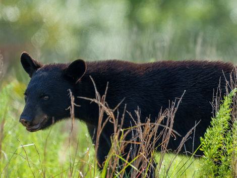 Florida’s first black bear hunt in a decade underway as population grows
