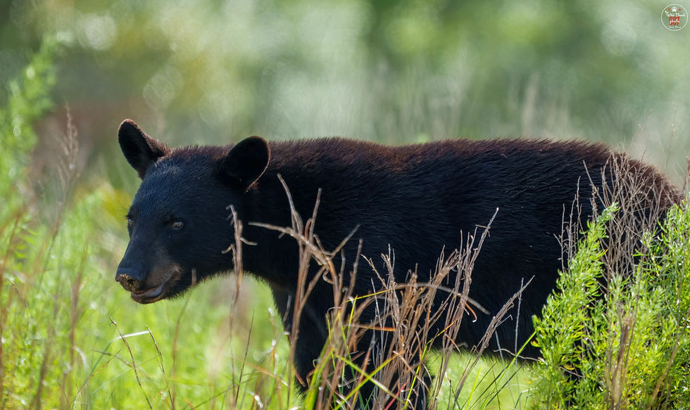 Florida’s first black bear hunt in a decade underway as population grows