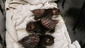 3 African crested porcupettes join the Palm Beach Zoo family