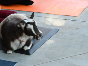 Goat Yoga returns to Jupiter Farm supporting veterans and first responders