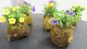 Discover Japanese art of kokedama at Morikami