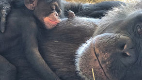 Tonk the Chimp Born at Lion Country Safari