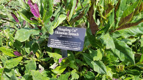 Nature classes heat up at Mounts Botanical Garden