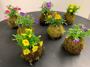 Morikami to host hands-on Kokedama Workshop 