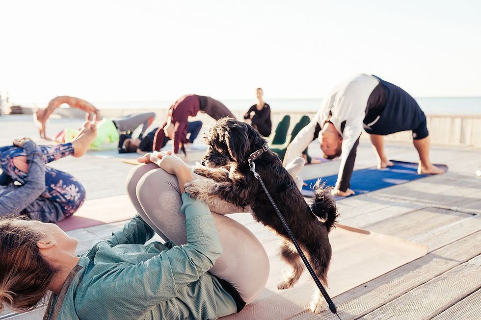 Rooftop Yoga in Jupiter to benefit Furry Friends Animal Rescue