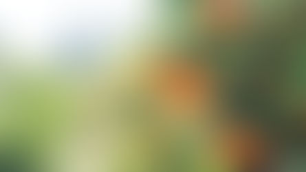 Slight uptick for Florida oranges, but citrus woes persist