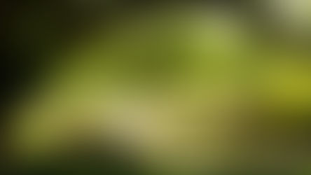 Wellness classes at Mounts Botanical Garden in July