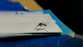 ‘Vigilance’ about mosquitoes urged after malaria cases found