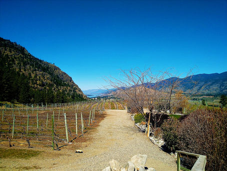 5 Amazing BC Wineries That Everyone Should Visit