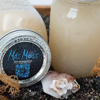 16oz Sea Moss Gel by Más Moss