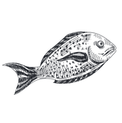 Peixe Desenho.png