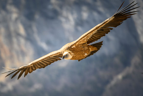 DSC_9609-Avec accentuation.jpg