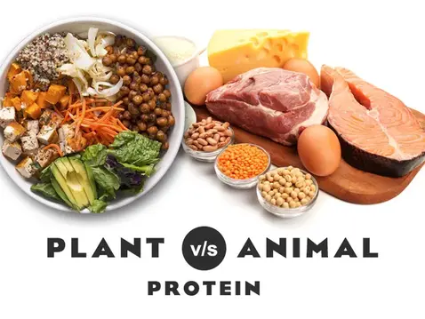 All About Proteins: Plant vs Animal Sources, Complete vs Incomplete Proteins