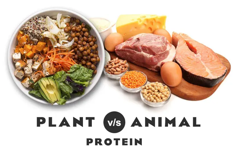 All About Proteins: Plant vs Animal Sources, Complete vs Incomplete Proteins