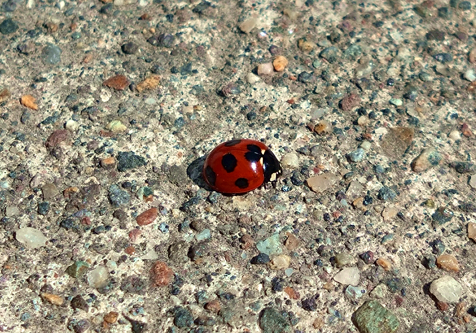 テントウムシの写真