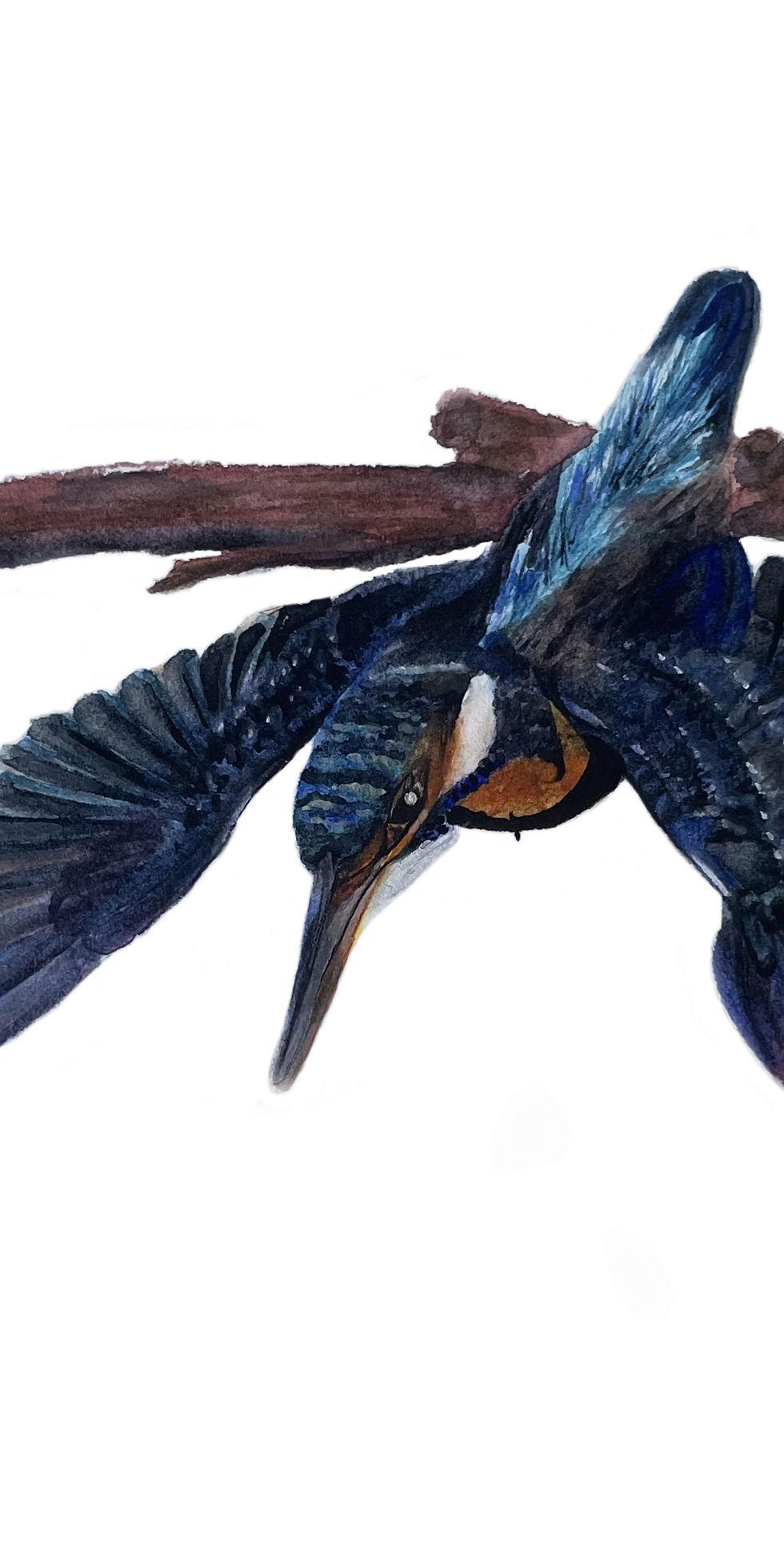 Kingfisher