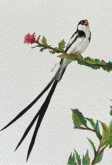 Pin-tailed Whydah.png