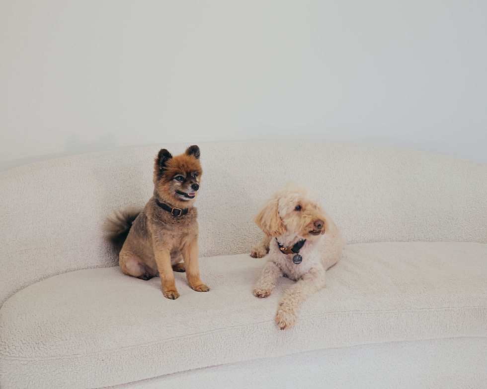 therapy dogs