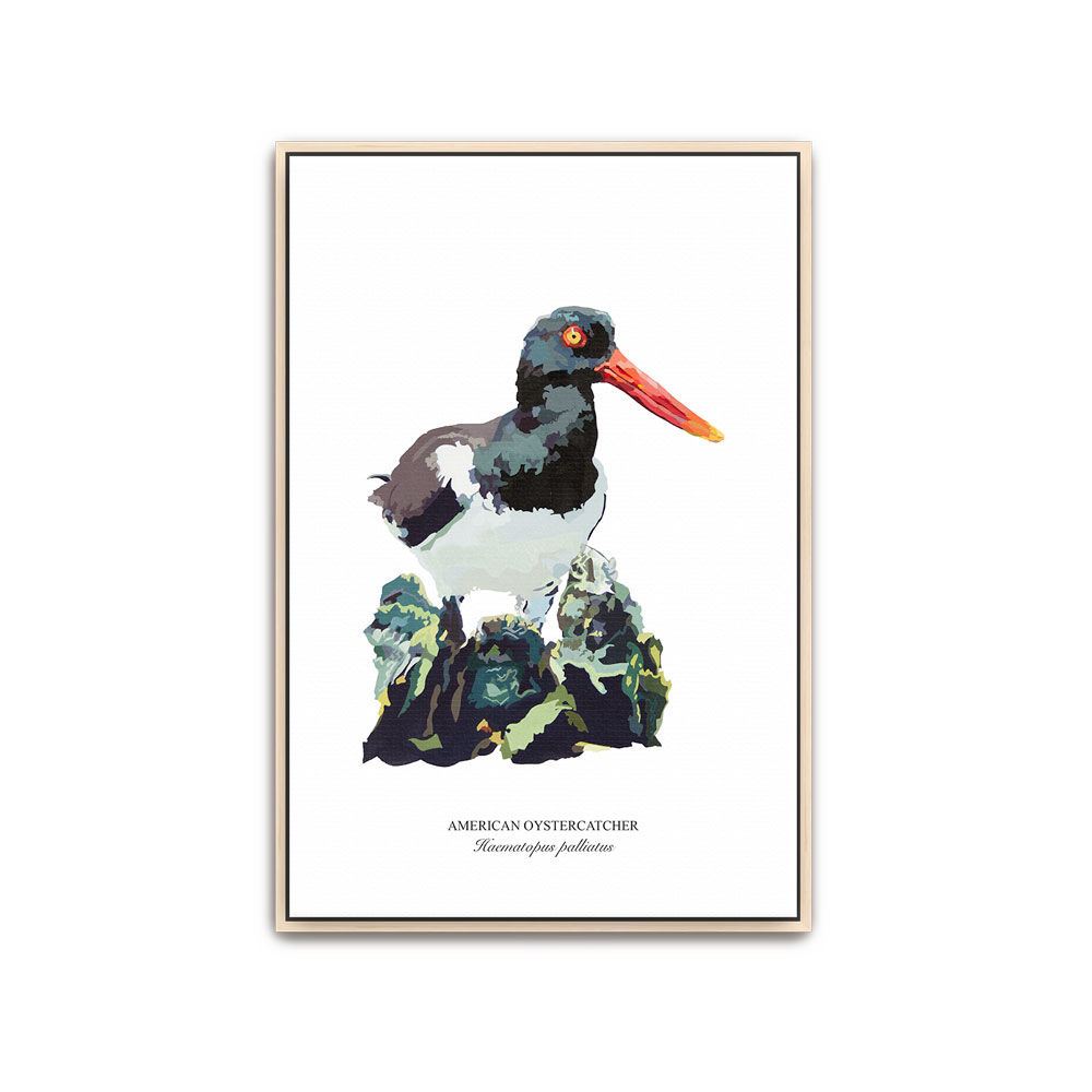 Oystercatcher No. 2 Canvas - Framed