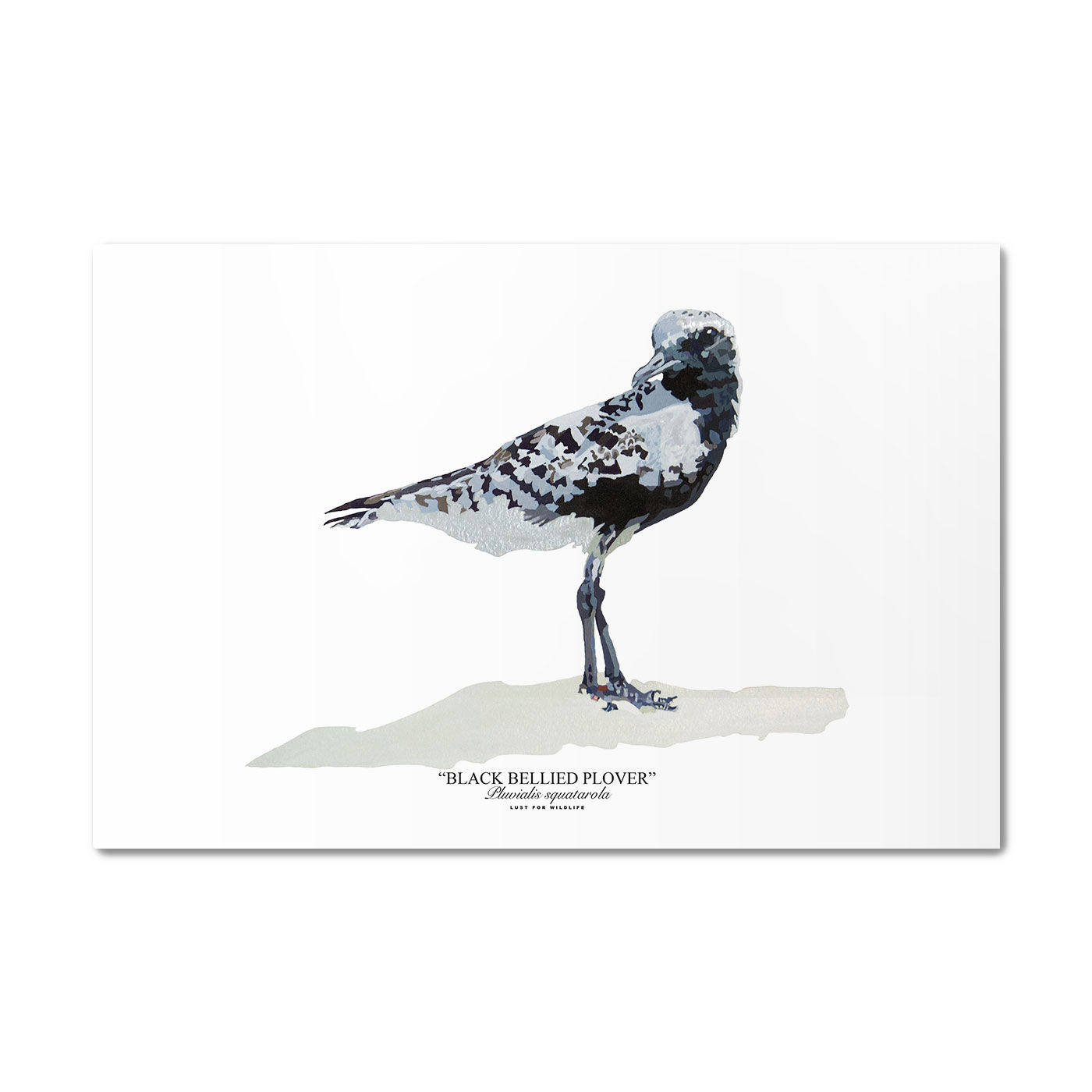 Black Bellied Plover Metal