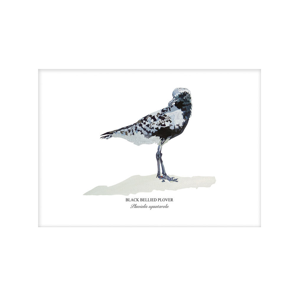 Black Bellied Plover Paper - Unframed