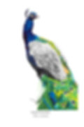 Thumbnail: "PEACOCK" OPEN EDITION MATTED PRINT