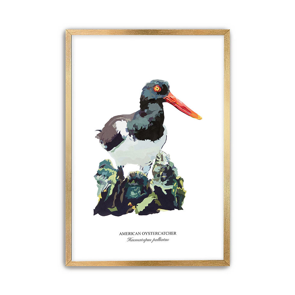 Thumbnail: Oystercatcher No. 2 Paper - Framed