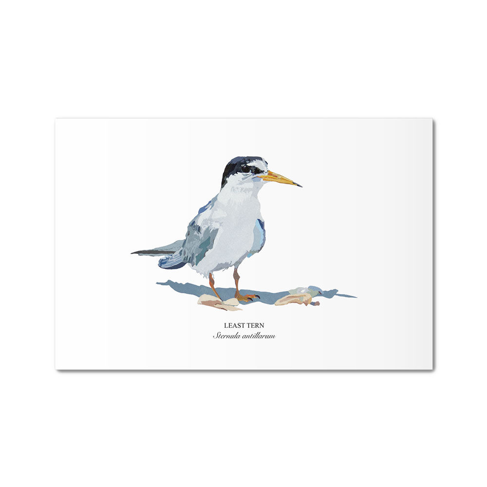 Least Tern Metal