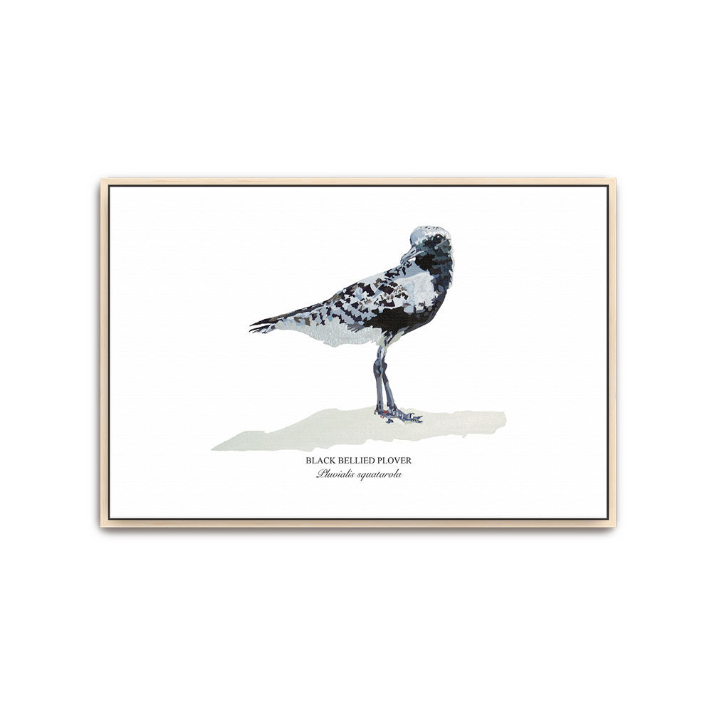 Black Bellied Plover Canvas - Framed