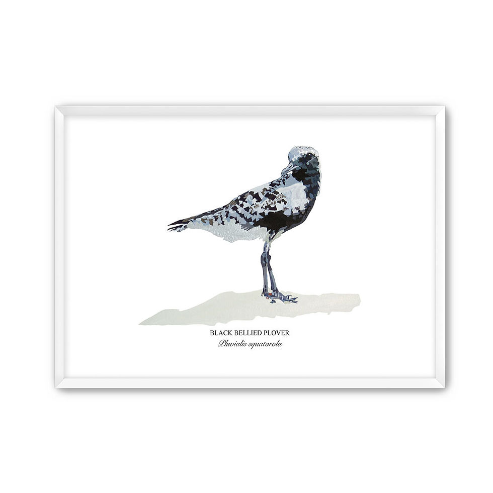 Thumbnail: Black Bellied Plover Paper - Framed