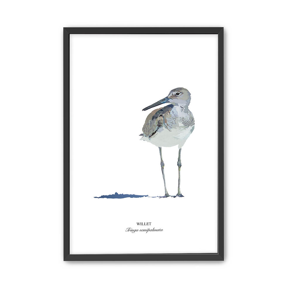 Thumbnail: Willet Paper - Framed