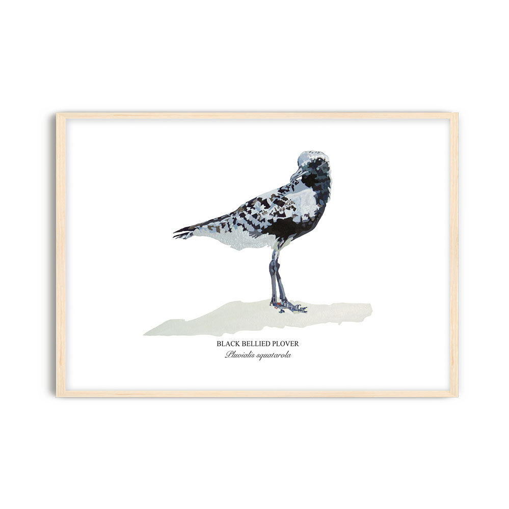 Black Bellied Plover Paper - Framed